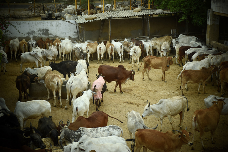 gaushala in radhakund